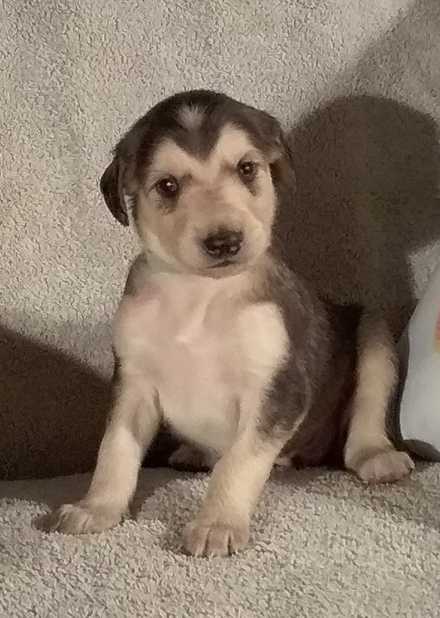 Lt Blue Boy 3 Weeks.jpg - 3097 K